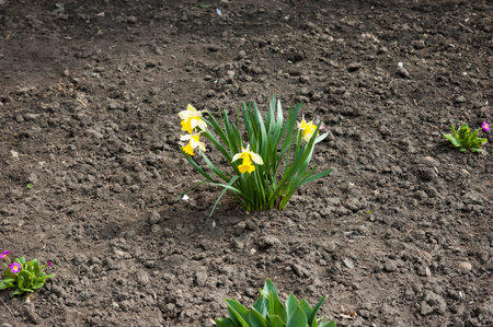 Spring background: yellow daffodils in a flowerbedの写真素材