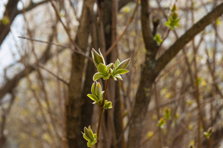 first young spring leaves, selective focus, blurred background