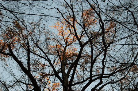 Autumn background: trees, with autumn leaves and bare, against the skyの写真素材
