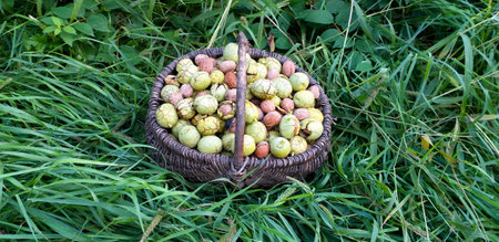 A wicker basket of fresh walnuts stands in the lush green grass. Wide background.