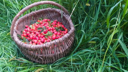 A wicker basket with red ripe briar fruit stands in the green grassの写真素材