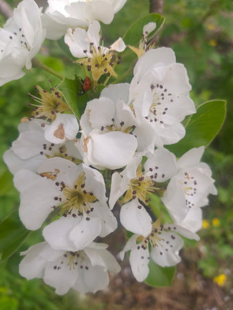 Spring background: white flowers and green apple tree leaves. Selective focus.の写真素材