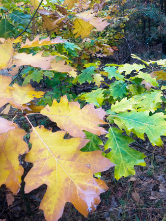 young oak tree in the autumn forest