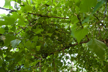 poplar branches with green leaves against the sky