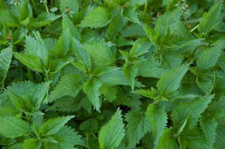 summer background: lush green nettles, top view