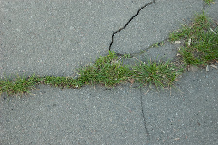 the power of life: young green grass breaks the asphaltの写真素材