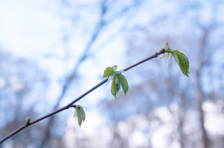 spring background: twig with first spring leaves on blurred blue background, selective focusの写真素材
