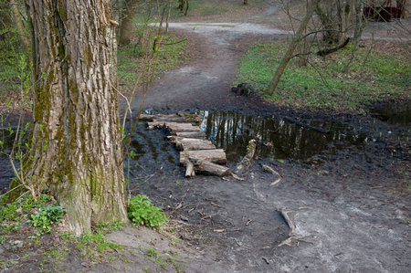 A large muddy puddle covers a forest path in spring. Several logs lie across the puddle, forming a makeshift bridge to cross. The logs are unfastened and rest directly in the water. Young green grass surrounds the path, and the trail continues in the background.の写真素材