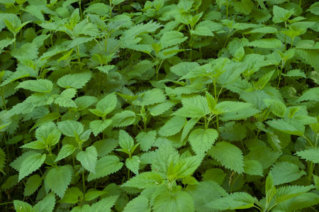 Lush, dense nettle bushes in summer