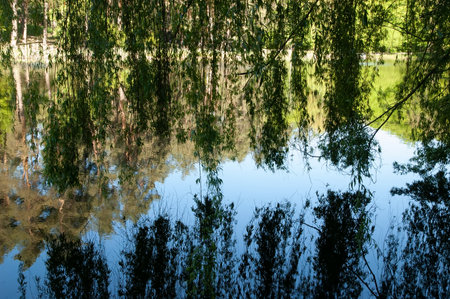 Calm lake with green weeping willow branches reflecting in water; forest on opposite shore glows in bright sunlight â a peaceful summer scene.の写真素材