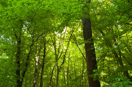 Sunny day in a green forest filled with lush leaves â a vibrant and peaceful nature scene.の写真素材