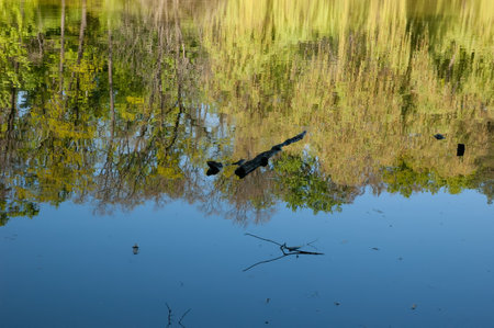Calm water reflecting blue sky and green forest, with black branches floating on the surface â a peaceful nature scene.の写真素材