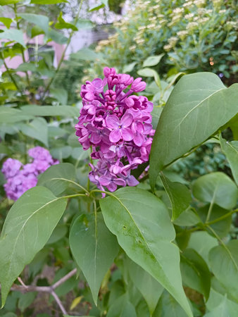 Bright purple lilac flowers blooming among lush green leaves