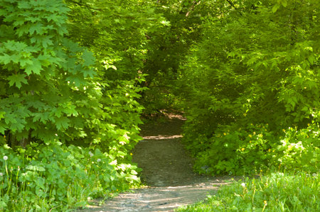 A forest path leading into dense green vegetation, with sunlight filtering through. Young maple,...