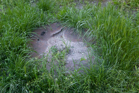 Rusty round metal cover lying on the ground, partly buried under sand and stones with grass growing...