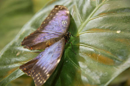 tropical butterflyの写真素材