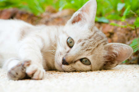 Lazy lovely kitten,Thailand