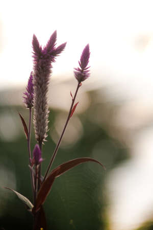 Grass flower in the morning,Thailandの写真素材