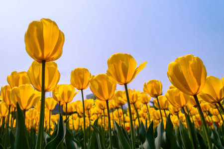 Beautiful flowersの写真素材