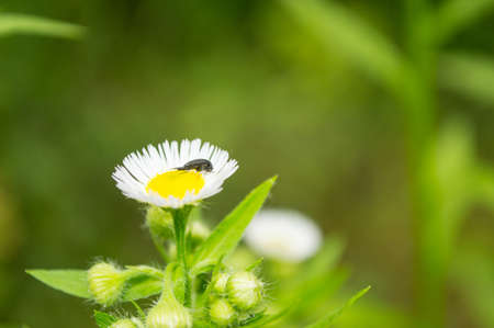 Beautiful flowersの写真素材