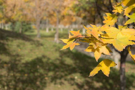 Fall leaves