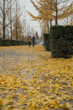 Fall leavesの写真素材