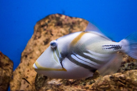 fish in the aquarium