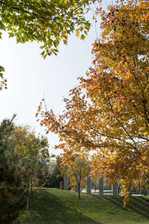 Autumn treesの写真素材