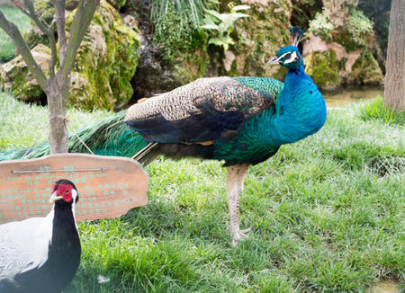 Peacockのeditorial素材