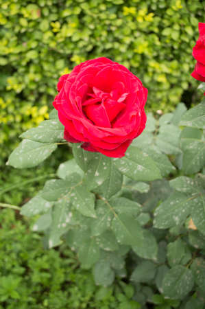 Chinese roseの写真素材