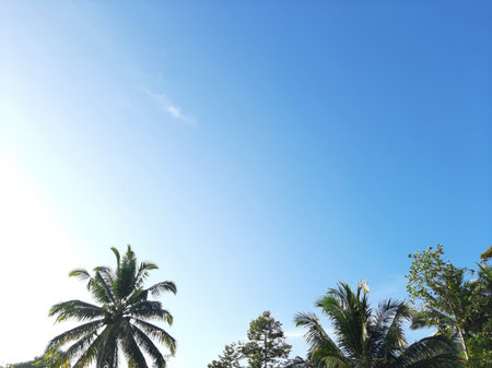 Blue sky on a shiny day with some leaves or treeの写真素材