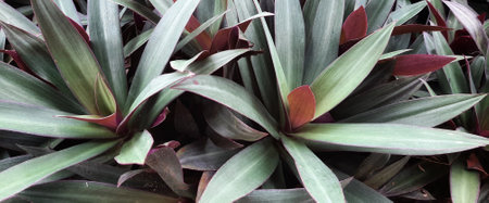 Moses in the Cradle or Tradescantia spathacea or boat lily. Moses in a basket or Moses-in-the-bulrushes or oyster plant full frame close upの写真素材