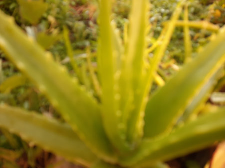 Blurred or unfocused or defocused Fresh green yellow Aloe Vera Tree with sunlightの写真素材
