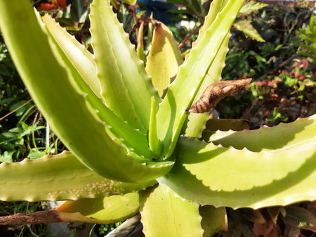 Fresh green yellow Aloe Vera Tree with sunlightの写真素材