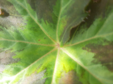 Green grey yellow abstract leaf pattern textureの写真素材