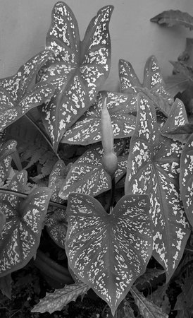Monochrome grey Caladium bicolor or Artist's pallet or Elephant's ear or Angel Wings Plantの写真素材