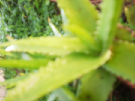 Blurred or unfocused or defocused Fresh green yellow Aloe Vera Tree with sunlightの写真素材