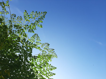 Blue sky on a shiny day with some leaves or treeの写真素材