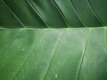 Green Taro or Colocasia esculenta L. leaf pattern textureの写真素材