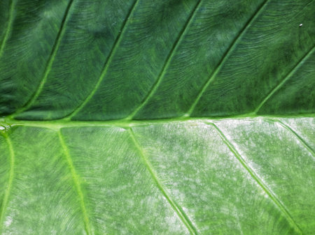 Green Taro or Colocasia esculenta L. leaf pattern textureの写真素材