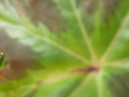 Green grey yellow abstract leaf pattern textureの写真素材