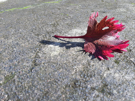 Single or one Purple fall leaf on cement texture with strong sunlightの写真素材