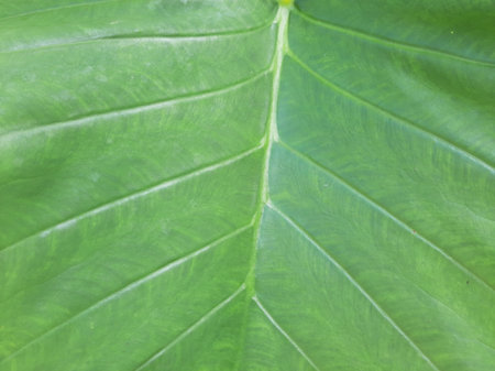 Green Taro or Colocasia esculenta L. leaf pattern textureの写真素材