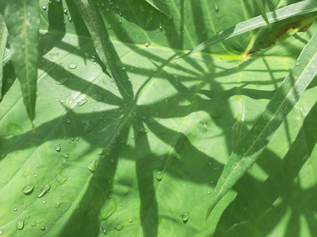 Wet Green Taro or Colocasia esculenta L. leaf pattern texture and cassava leaf shadowの写真素材