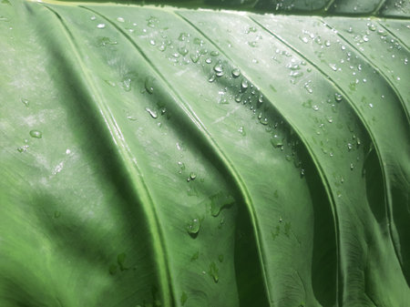 Wet Green Taro or Colocasia esculenta L. leaf pattern textureの写真素材