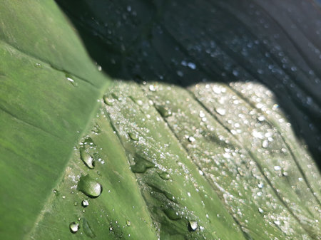 Wet Green Taro or Colocasia esculenta L. leaf pattern textureの写真素材