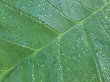 Wet Green Taro or Colocasia esculenta L. leaf pattern textureの写真素材
