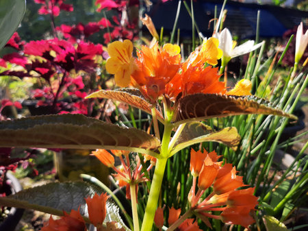 Colorful Garden flower on a sunny dayの写真素材