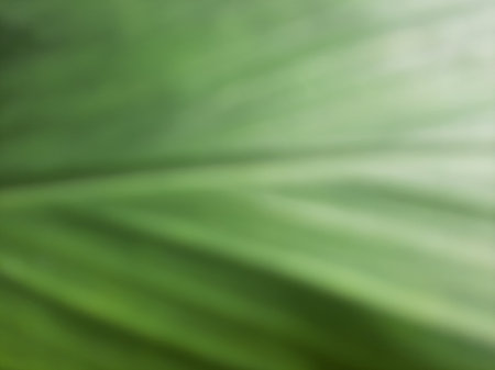 blurred or unfocused or defocused Green Leaf veins pattern textureの写真素材
