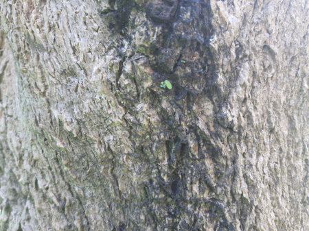 Rough wood tree texture with some mosses.の写真素材